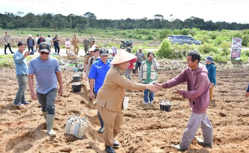 Bantuan Bibit Kentang Samosir